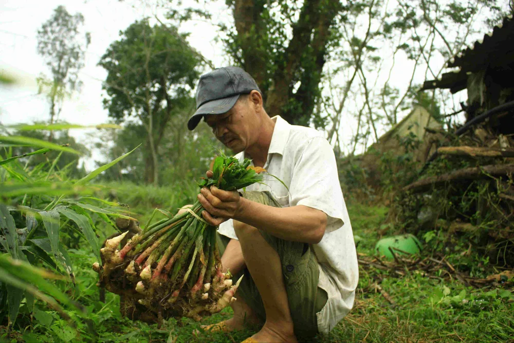 Gừng tết ở Quảng Ngãi được giá ảnh 4