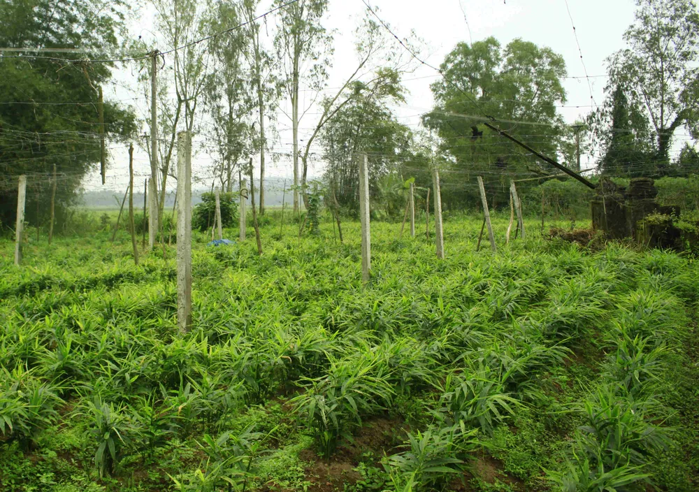 Gừng tết ở Quảng Ngãi được giá ảnh 2