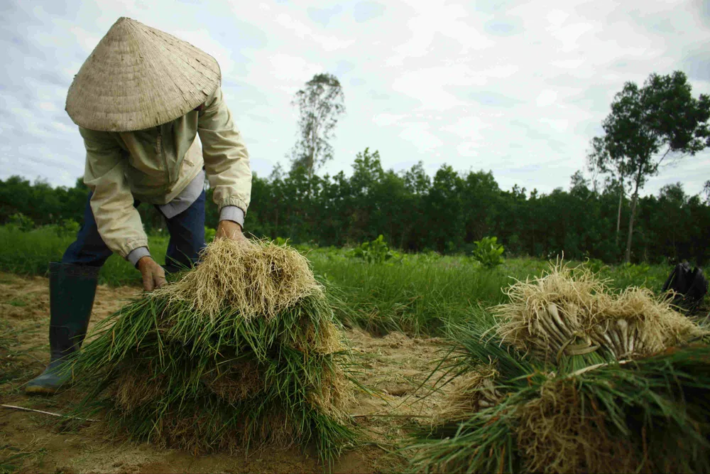 Quảng Ngãi: Kiệu tết rớt giá còn 10.000 đồng/kg ảnh 4