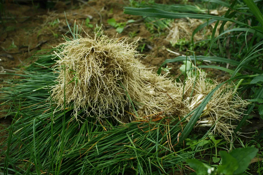 Quảng Ngãi: Kiệu tết rớt giá còn 10.000 đồng/kg ảnh 6