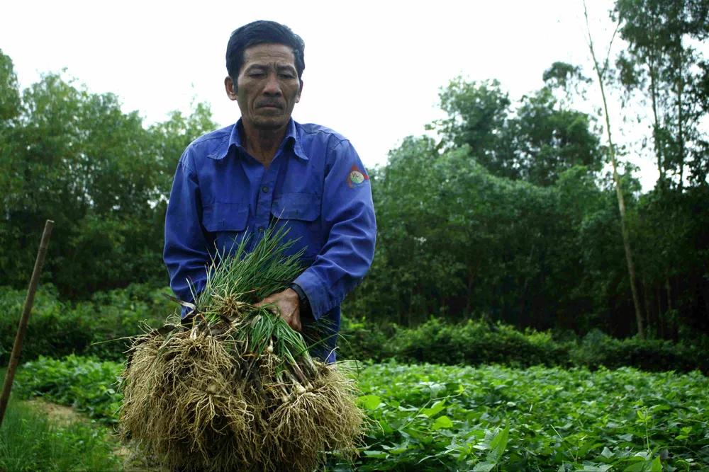 Quảng Ngãi: Kiệu tết rớt giá còn 10.000 đồng/kg ảnh 5