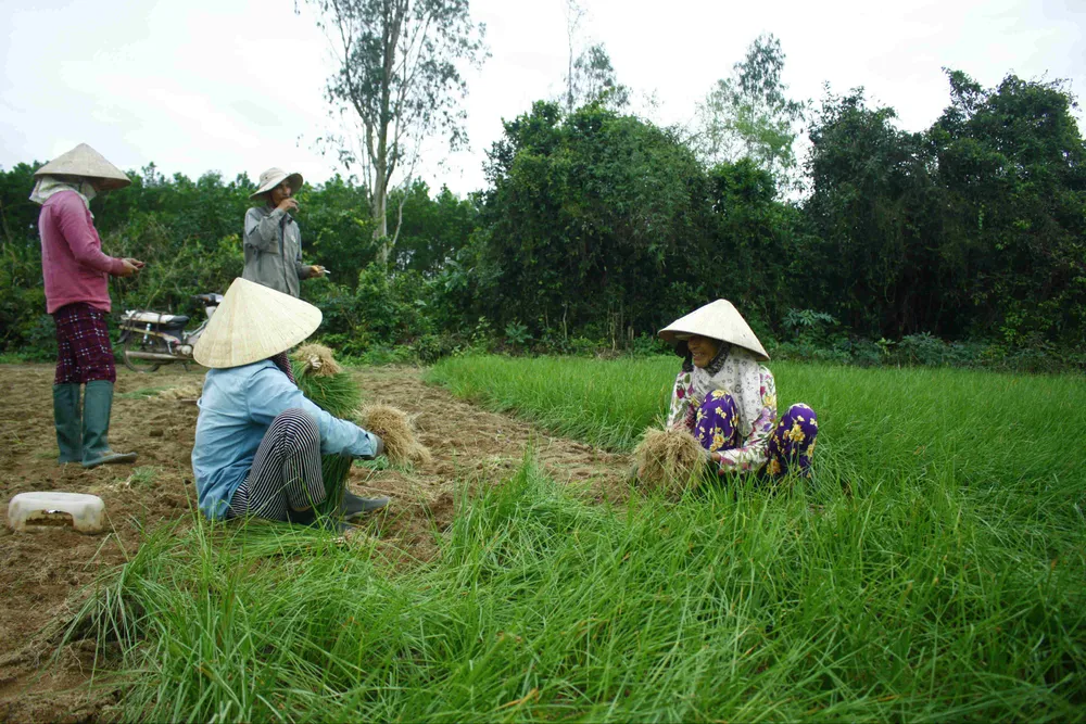 Quảng Ngãi: Kiệu tết rớt giá còn 10.000 đồng/kg ảnh 2