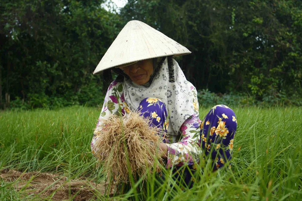 Quảng Ngãi: Kiệu tết rớt giá còn 10.000 đồng/kg ảnh 3