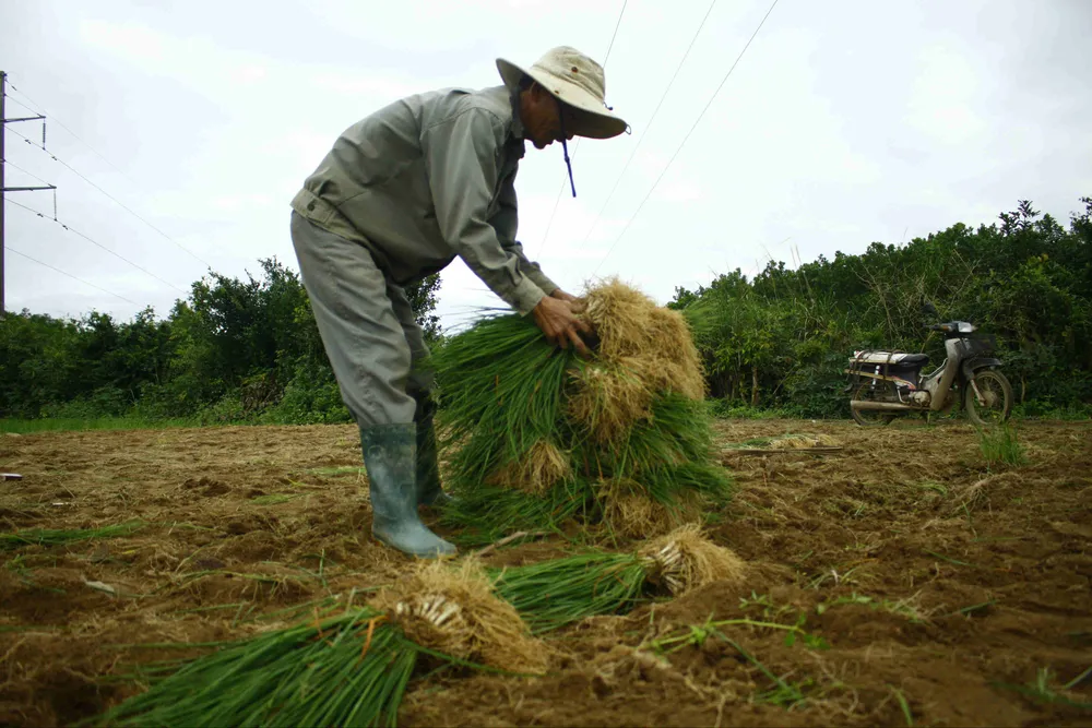 Quảng Ngãi: Kiệu tết rớt giá còn 10.000 đồng/kg ảnh 1