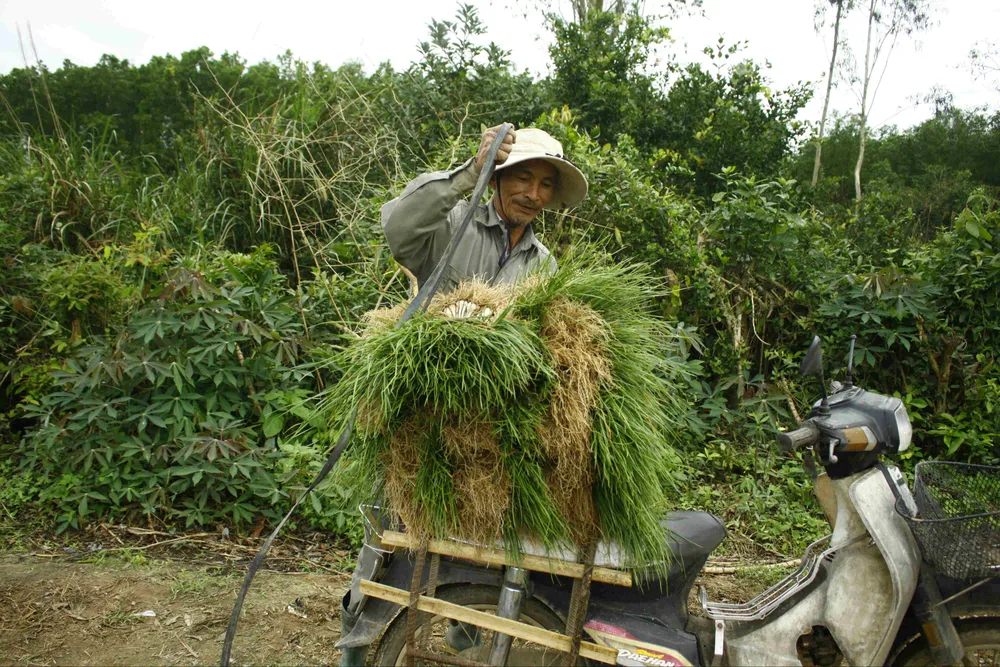 Quảng Ngãi: Kiệu tết rớt giá còn 10.000 đồng/kg ảnh 7