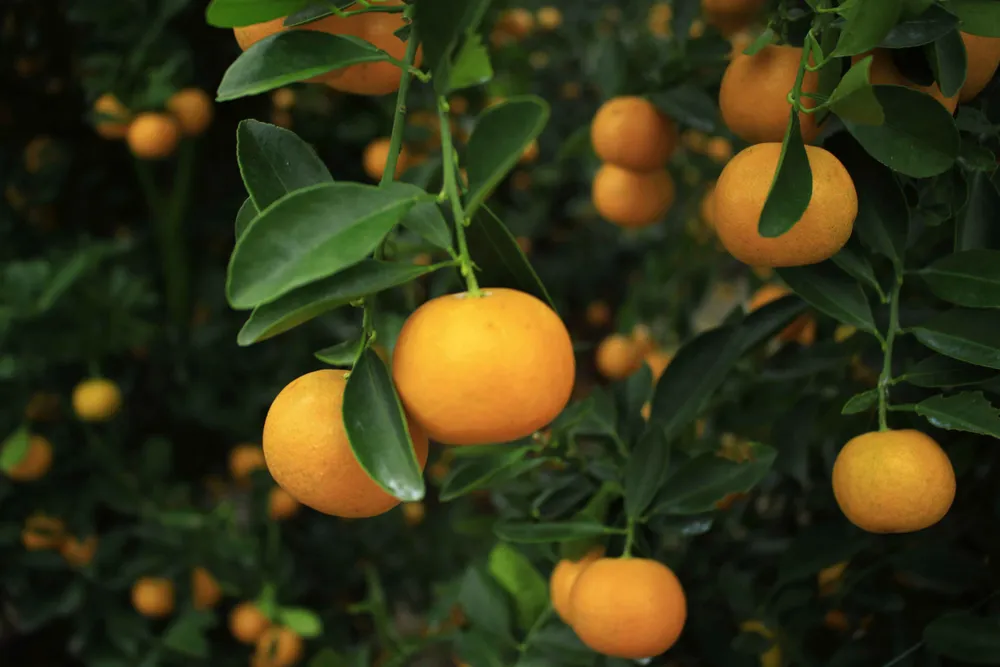 Quảng Ngãi: Hoa tết xuống phố ảnh 5