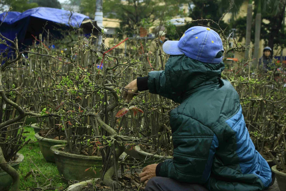 Quảng Ngãi: Hoa tết xuống phố ảnh 1
