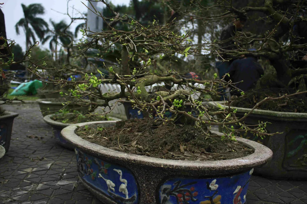 Quảng Ngãi: Hoa tết xuống phố ảnh 3