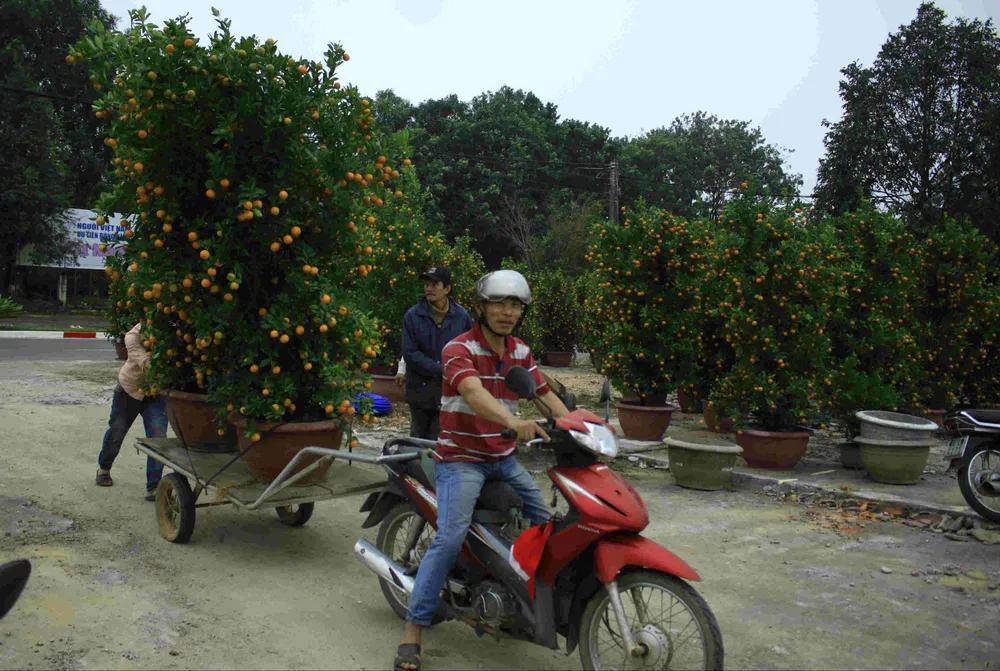 Quảng Ngãi: Hoa tết xuống phố ảnh 4