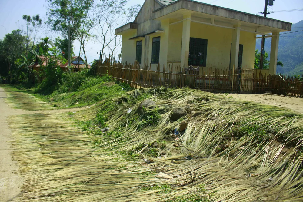 “Lộc” đót trên rừng ảnh 2