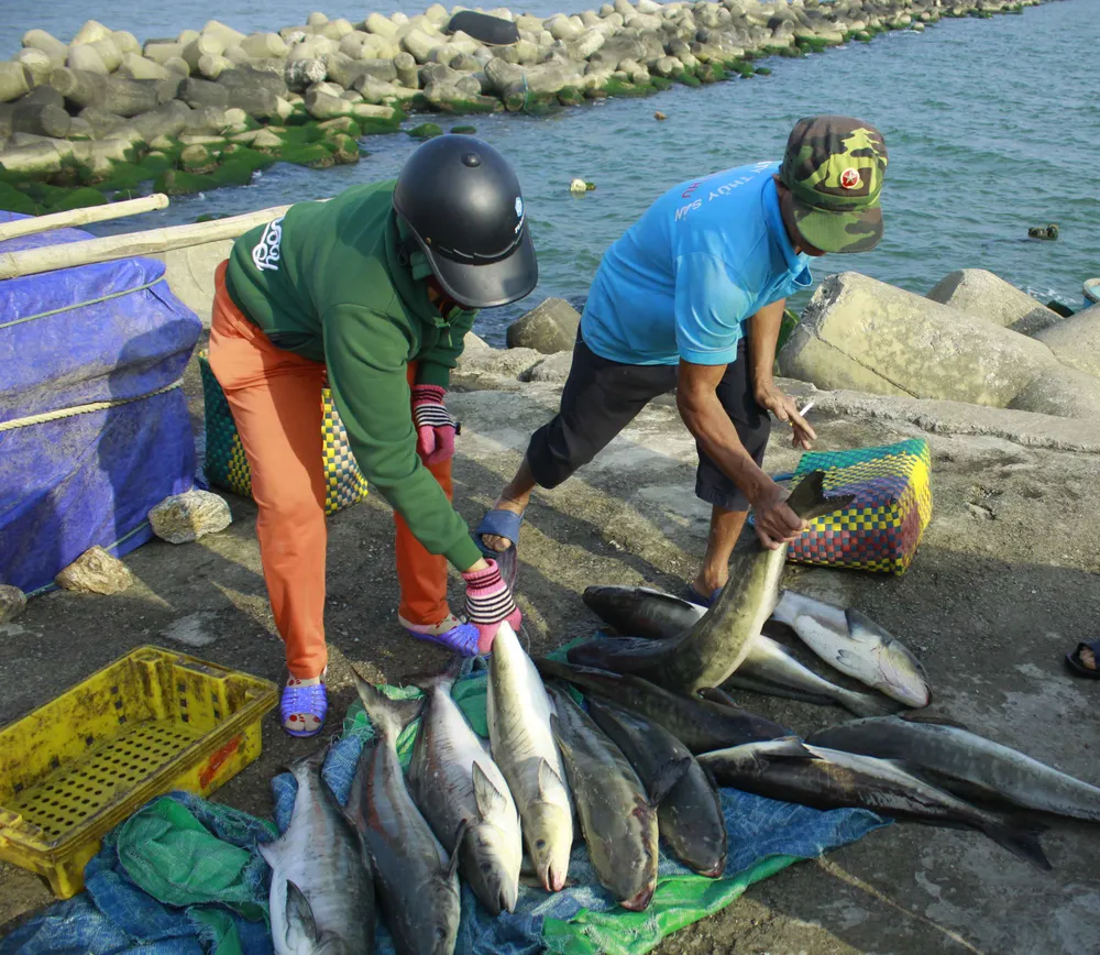 Cá 1 triệu đồng một con, người nuôi lãi lớn ảnh 4