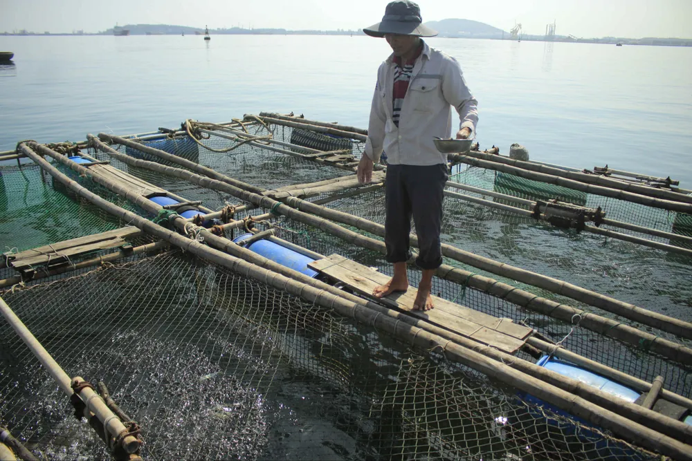 Cá 1 triệu đồng một con, người nuôi lãi lớn ảnh 2