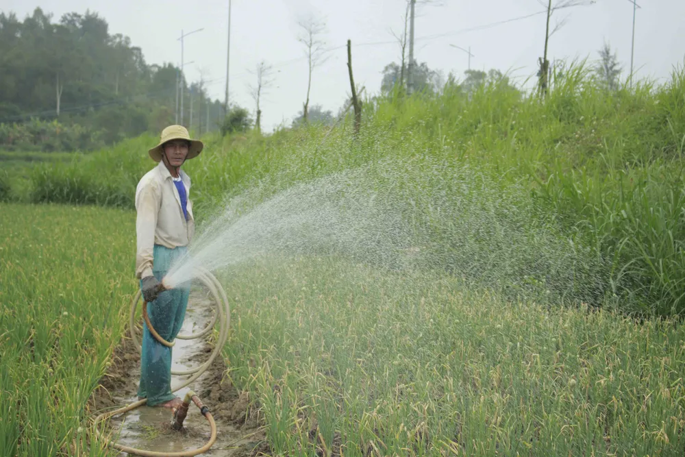 Xà lách, dưa leo 1.000 đồng/kg, nông dân điêu đứng ảnh 1