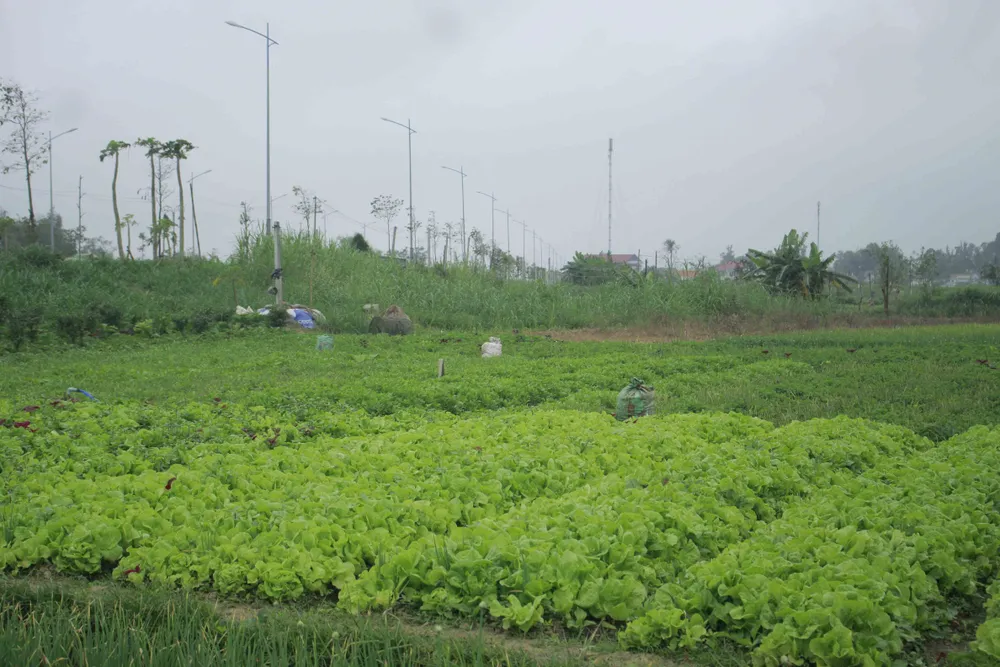 Xà lách, dưa leo 1.000 đồng/kg, nông dân điêu đứng ảnh 3