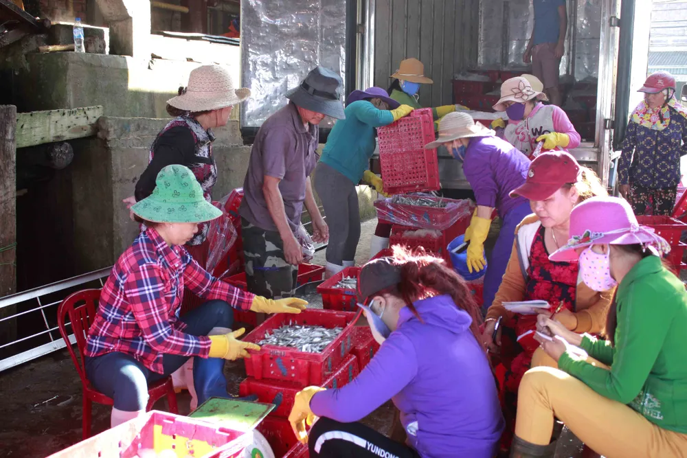 Ra khơi đầu năm, "lộc biển" là hàng chục tấn cá cơm ảnh 1