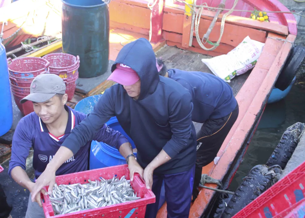 Ra khơi đầu năm, "lộc biển" là hàng chục tấn cá cơm ảnh 5