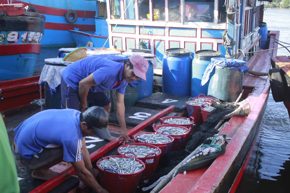 Ra khơi đầu năm, "lộc biển" là hàng chục tấn cá cơm ảnh 3