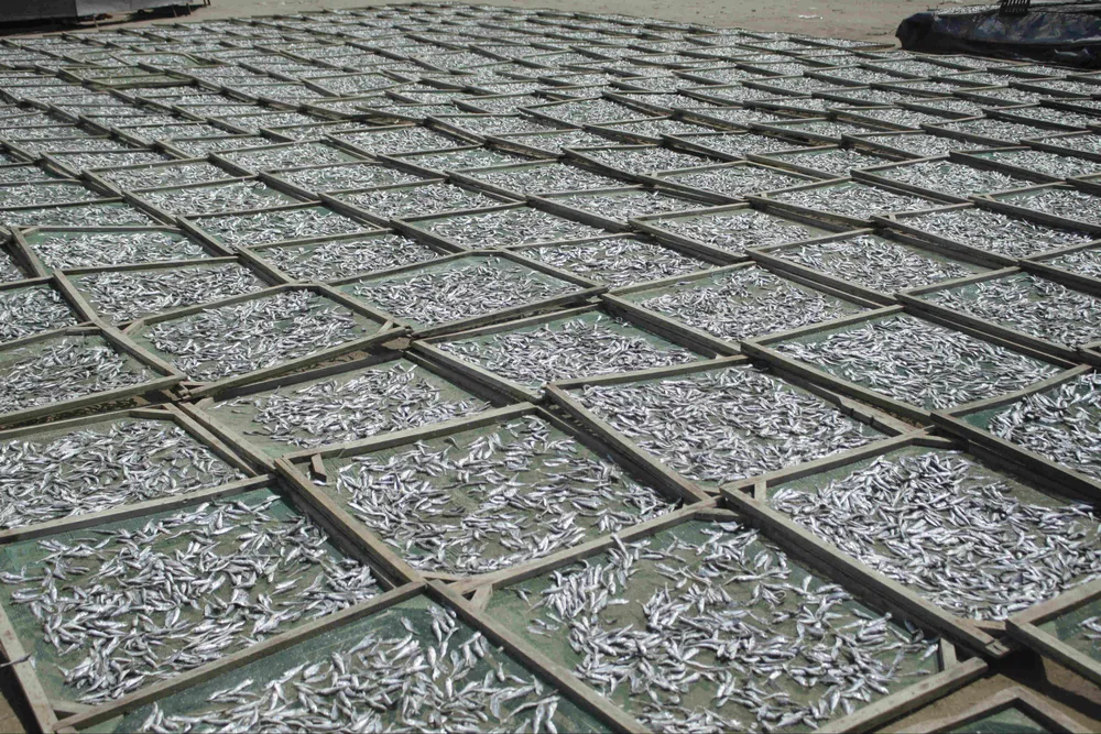 Quảng Ngãi: Mùa phơi cá khô ảnh 8