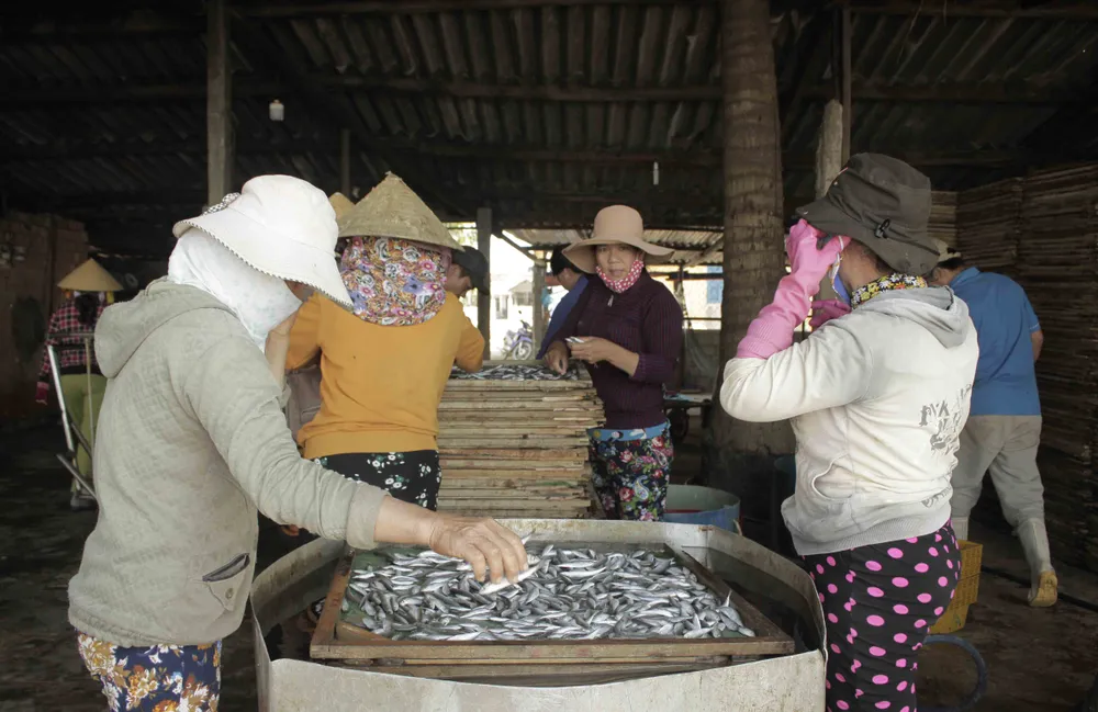 Quảng Ngãi: Mùa phơi cá khô ảnh 3