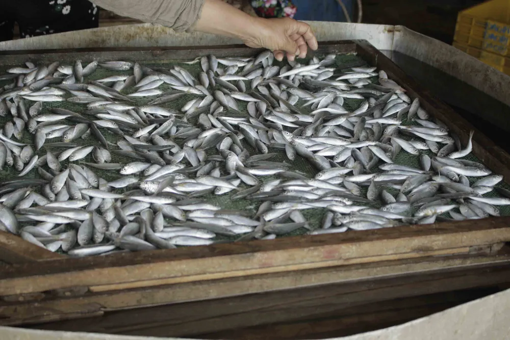 Quảng Ngãi: Mùa phơi cá khô ảnh 4