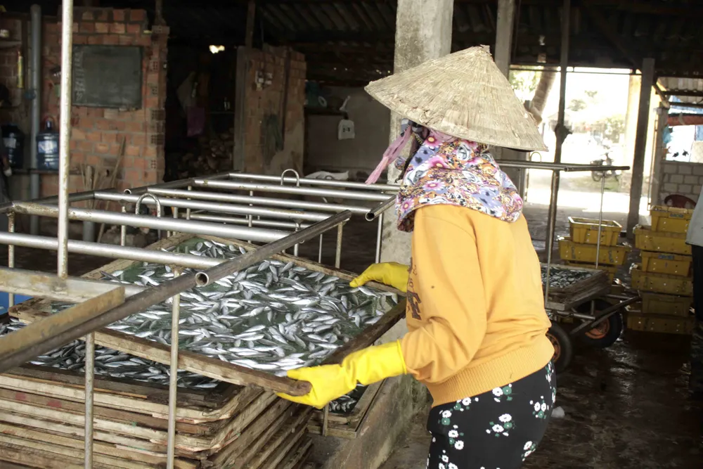 Quảng Ngãi: Mùa phơi cá khô ảnh 5