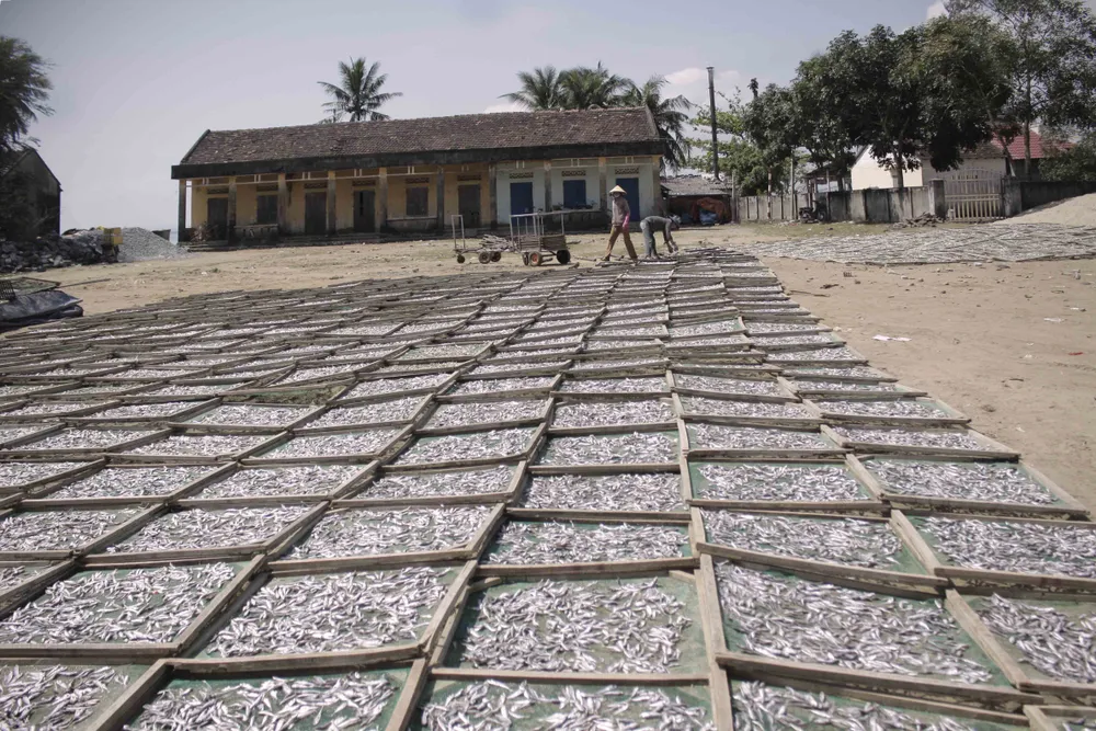 Quảng Ngãi: Mùa phơi cá khô ảnh 1