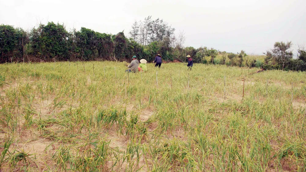 Người dân Quảng Ngãi được mùa tỏi ảnh 2