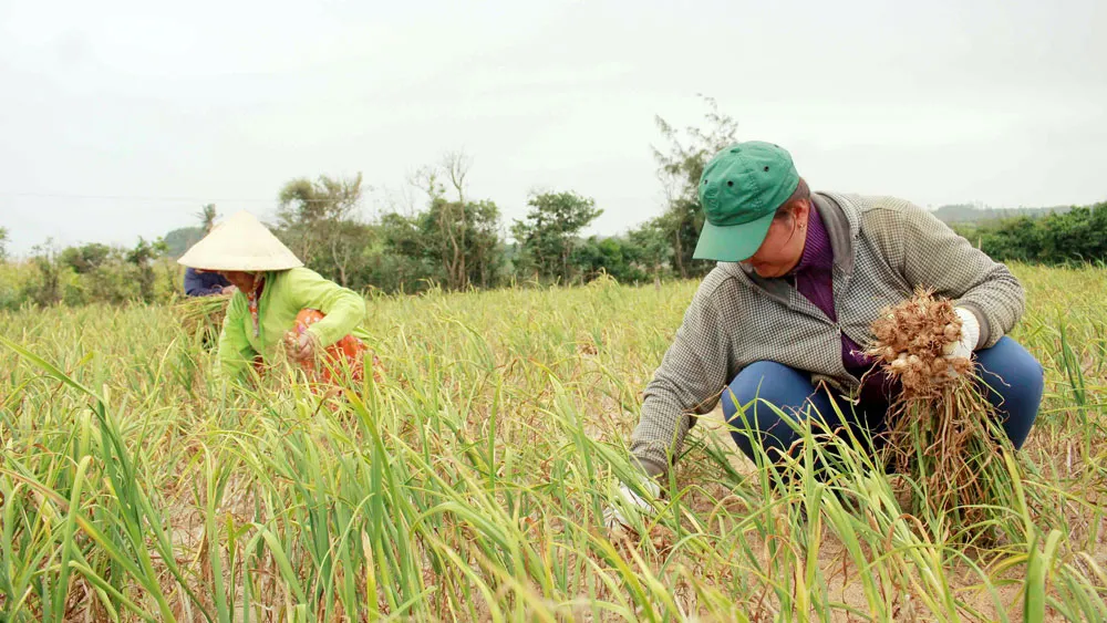 Người dân Quảng Ngãi được mùa tỏi ảnh 3