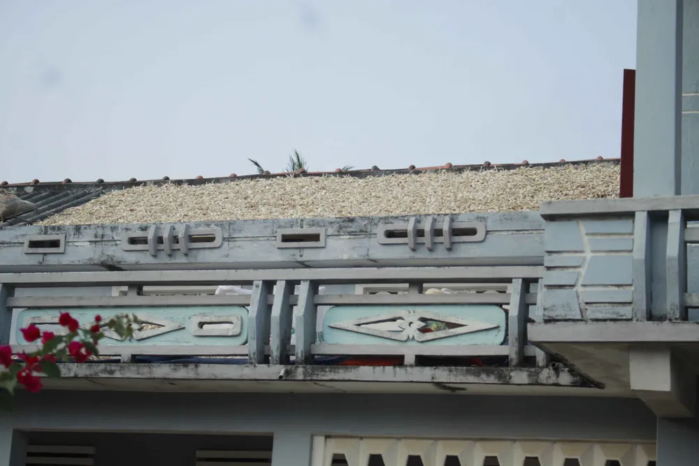 Bội thu tỏi, người dân Lý Sơn phơi cả trên nóc nhà ảnh 2