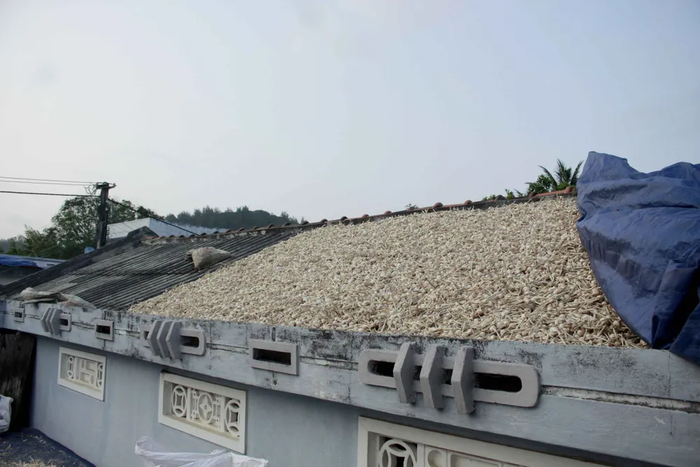 Bội thu tỏi, người dân Lý Sơn phơi cả trên nóc nhà ảnh 4