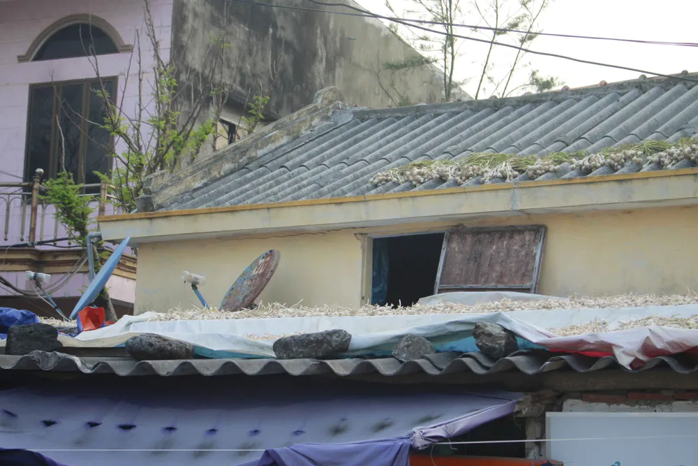 Bội thu tỏi, người dân Lý Sơn phơi cả trên nóc nhà ảnh 7