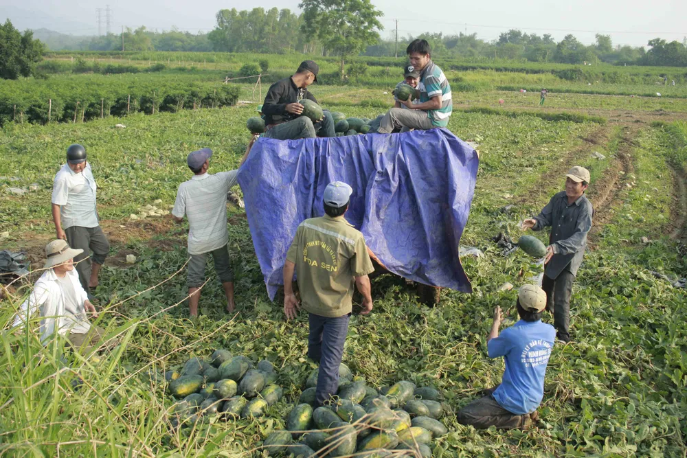 Quảng Ngãi: Dưa hấu được mùa, trúng giá ảnh 2