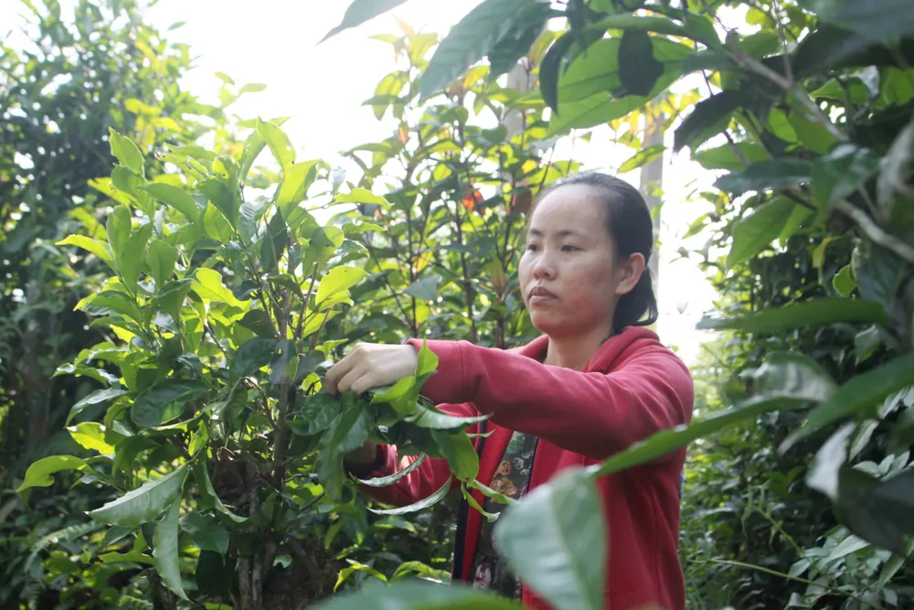 Mùa hái chè Trà Nham ở độ cao hơn 1.200m ảnh 3