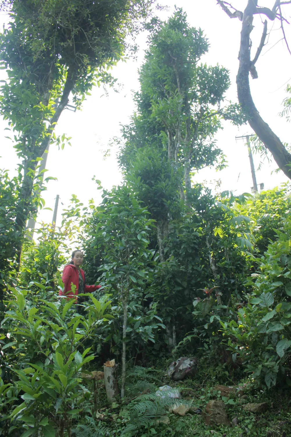 Mùa hái chè Trà Nham ở độ cao hơn 1.200m ảnh 2