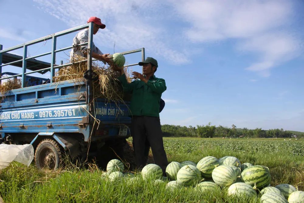 Lần đầu tiên nông dân Quảng Ngãi trồng dưa sạch không hạt ảnh 2