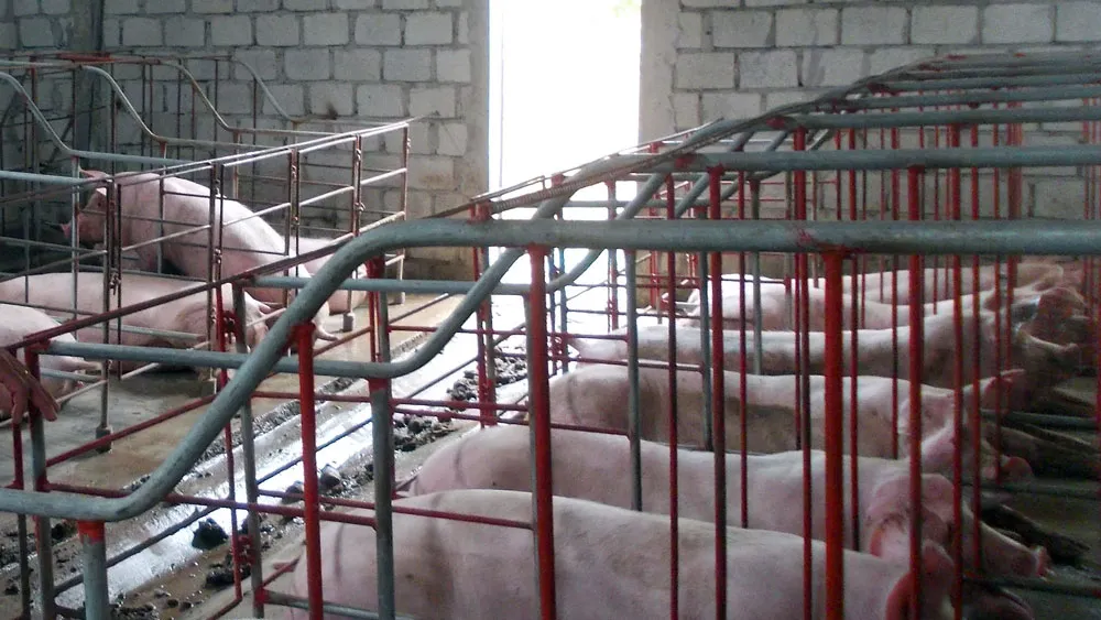 Nuôi heo trong môi trường sạch và thoáng mát giúp heo phát triển khỏe trong thời tiết chuyển mùa nắng nóng. Ảnh: NGUYỄN TRANG