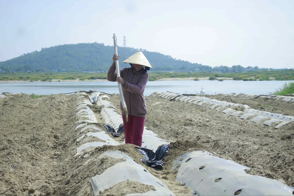 Sau “giải cứu”, nông dân Quảng Ngãi tiếp tục xuống vụ dưa hè ảnh 2
