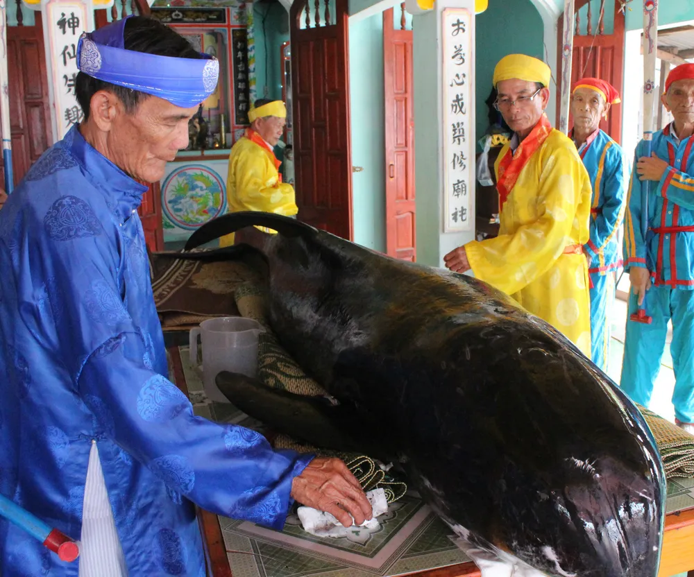 Quảng Ngãi: Cá voi dài 3m dạt vào bờ ảnh 1