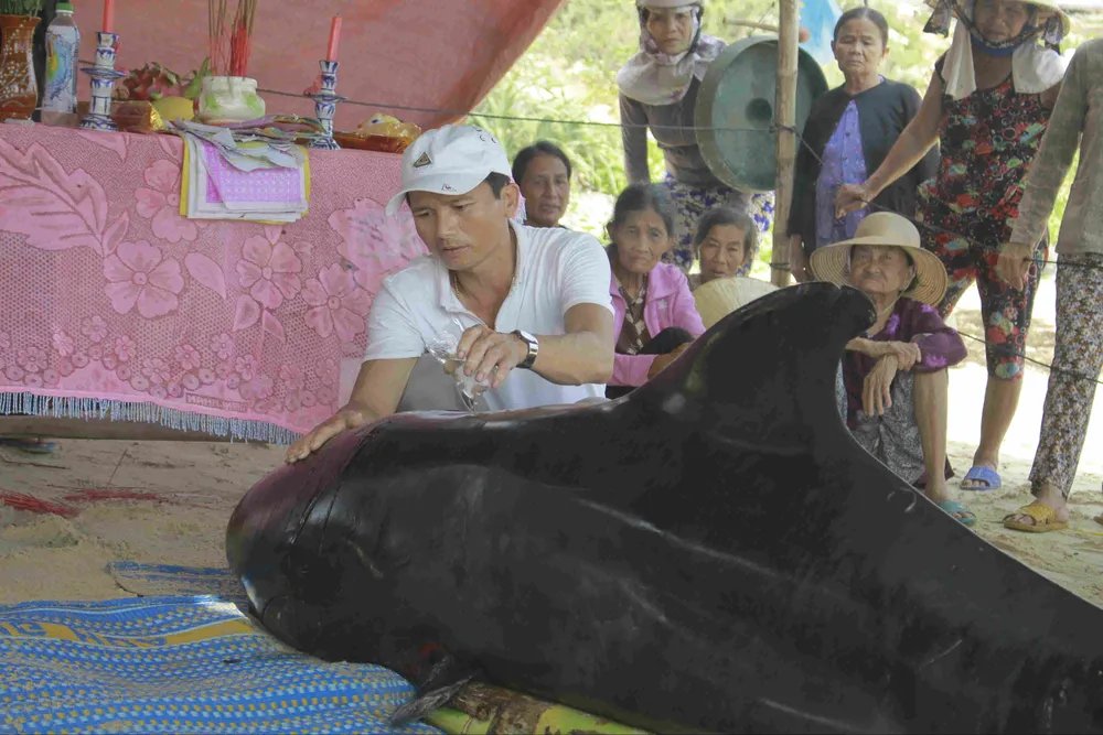 Cá voi dài 2,5m dạt biển Lệ Thủy ảnh 2