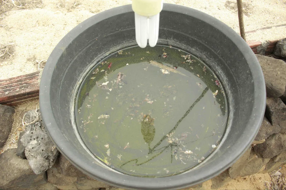 Sâu hại hành lá, khiến nông dân lo lắng ảnh 4