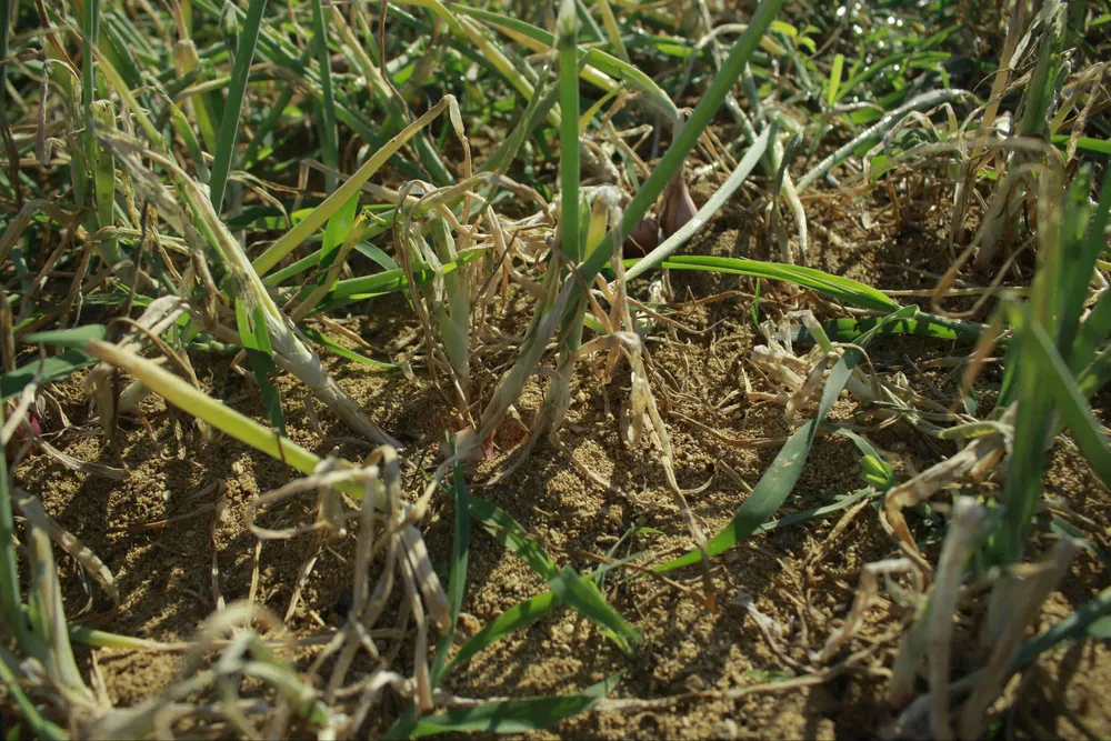 Sâu hại hành lá, khiến nông dân lo lắng ảnh 2