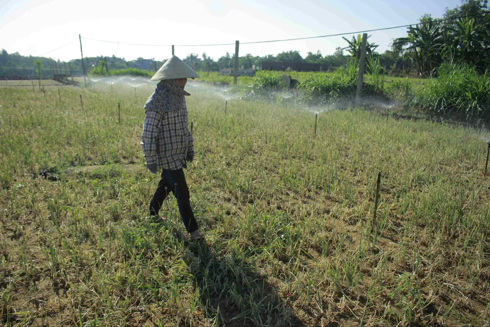 Sâu hại hành lá, khiến nông dân lo lắng ảnh 1