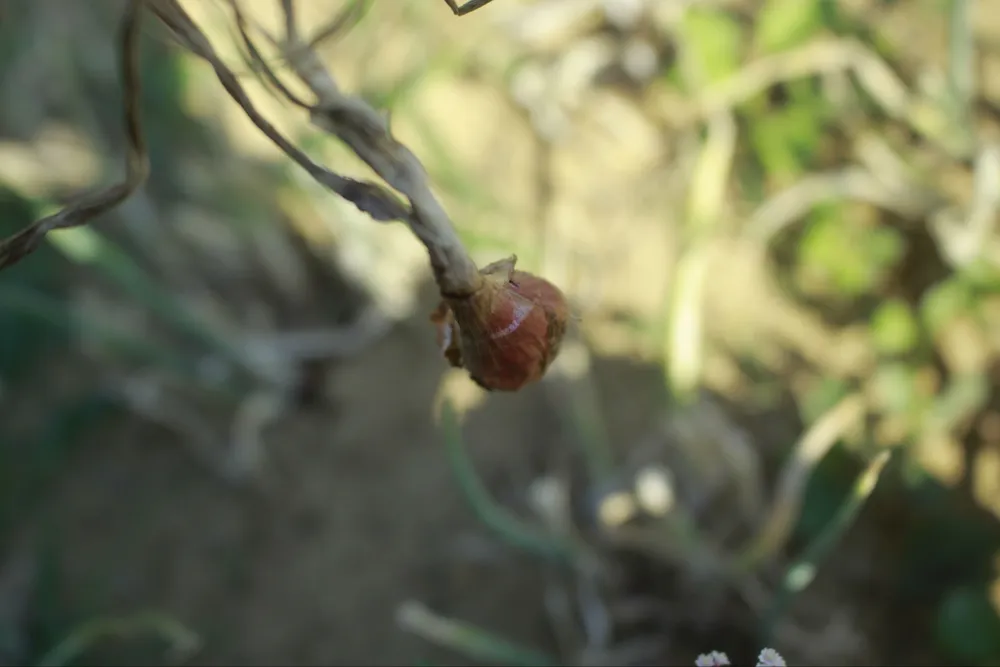 Sâu hại hành lá, khiến nông dân lo lắng ảnh 5