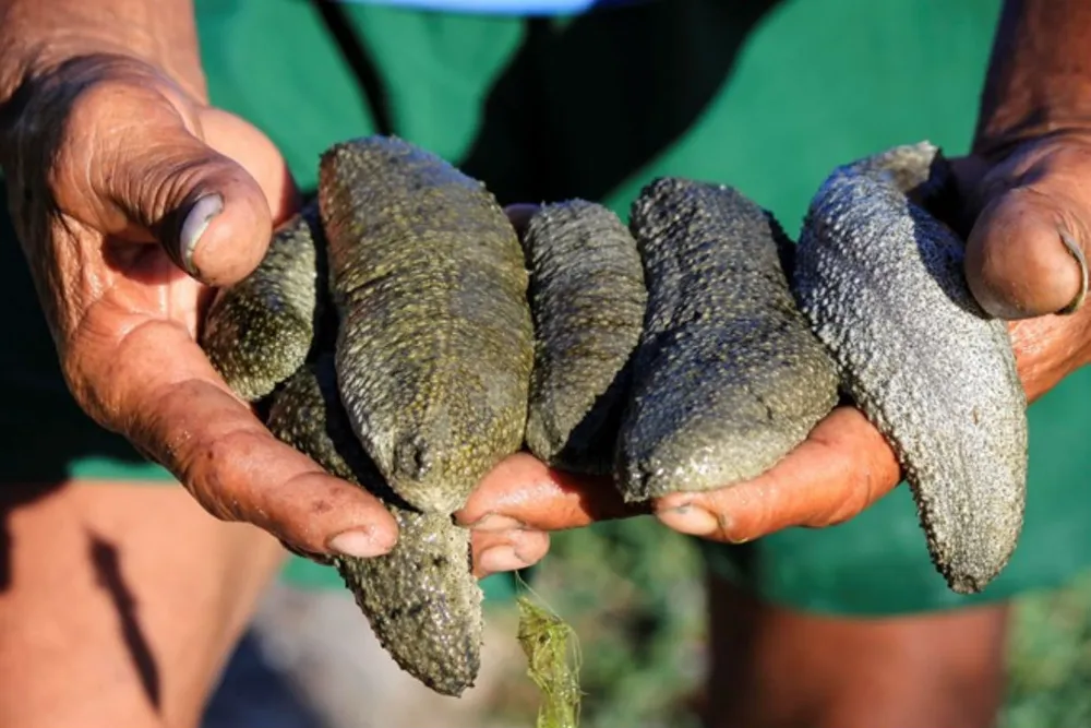 Hải sâm nuôi thử nghiệm tại đầm nước mặn đang phát triển tốt ảnh 1