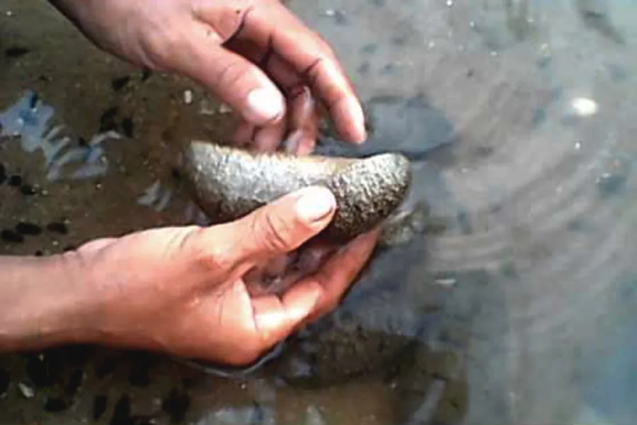 Quảng Ngãi: Nuôi thử nghiệm ghép hải sâm với ốc hương ảnh 1