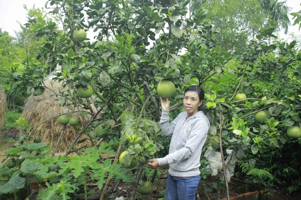 Quảng Ngãi được mùa chôm chôm, bưởi, sầu riêng… ảnh 3