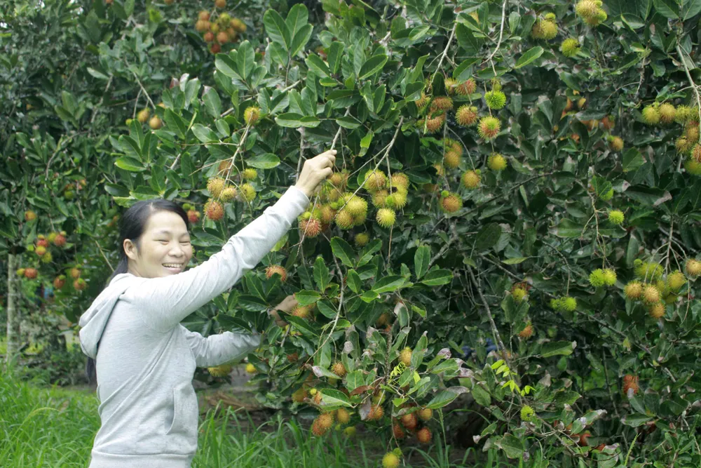 Quảng Ngãi được mùa chôm chôm, bưởi, sầu riêng… ảnh 2