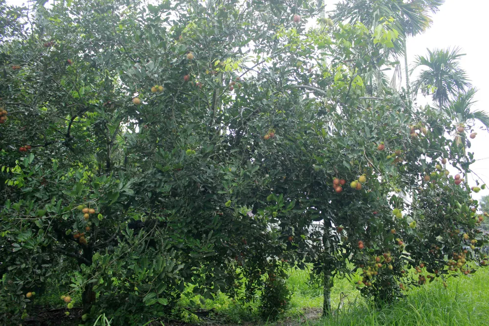 Quảng Ngãi được mùa chôm chôm, bưởi, sầu riêng… ảnh 1