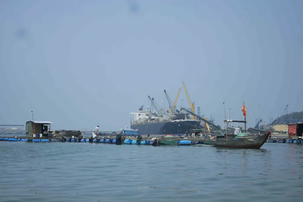  Cá nuôi lồng bè chết hàng loạt, người nuôi bán tháo giá rẻ ảnh 5