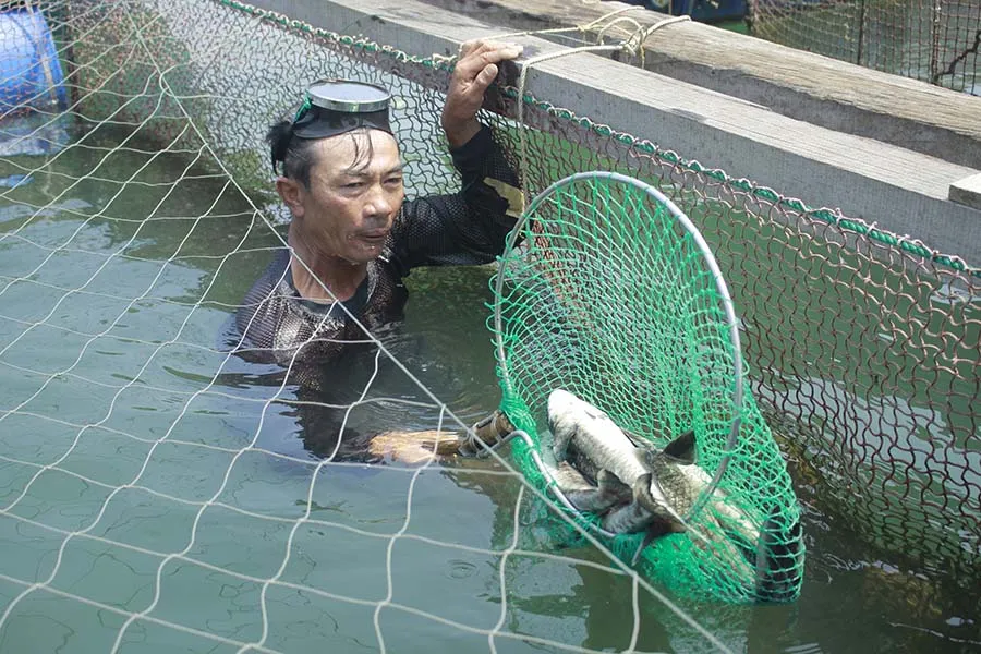 Quảng Ngãi: Cá chết nghi bị “sốc” do thay đổi môi trường đột ngột ảnh 1